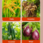 Bavistin Fungicide - Image 3