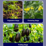 Isabion Biostimulant - Image 2