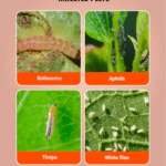 UPL Lancer Gold Insecticide - Image 4