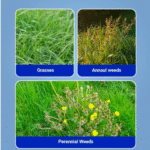 Mera 71 Herbicide - Image 2