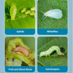 Solomon Insecticide - Image 6
