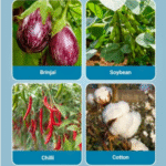 Solomon Insecticide - Image 5